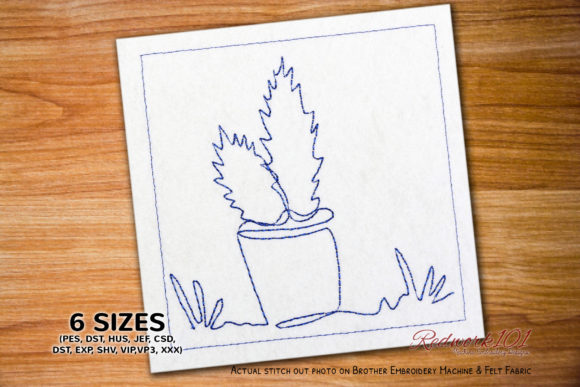 Cactus and Succulent Plants in Pots Review
